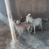 نر بز|حیوانات مزرعه|رادکان, |دیوار