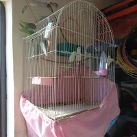 مرغ عشق ربینو|پرنده|برخوار, |دیوار