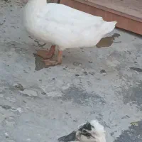 ۶جفت اوردک روسی کاکول دار به شرط سالم و تخم گذار|حیوانات مزرعه|چمران, |دیوار