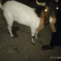 بز نر پاکستانی|حیوانات مزرعه|ساربوک, |دیوار