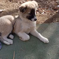 فروش فوری سگ نژاد شیت المانی