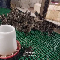 جوجه بوقلمون برنز 10 روزه و یک روزه