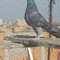 کبوتر فروشی|پرنده|ساری, |دیوار