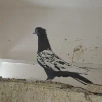 کبوتر رنگی|پرنده|قزوین, |دیوار