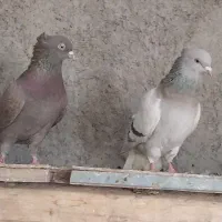 کفتر ی کبوتر|پرنده|مرودشت, ولایت|دیوار