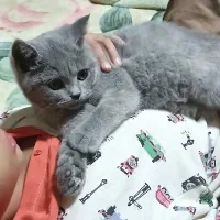 اسکاتیش فولدر ماده