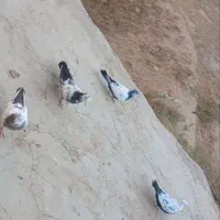 دمسیاه فروشی جفتی ۸۰۰