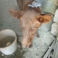 سگ دوبرمن