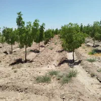 باغ فروشی تقاب