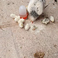 مرغ وجوجه برهماباجوجه ۳میلیون