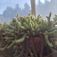 گل کاکتوس فروشی|گل و گیاه طبیعی|شاهرود, |دیوار