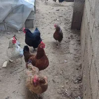 مرغ و خروس محلی بدون واکسن|حیوانات مزرعه|اسالم, |دیوار