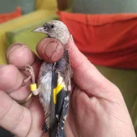 جوجه سهره زنجان سیبل زده نر نر