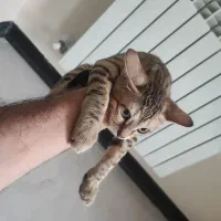 بچه گربه