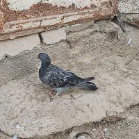 کبوتر|پرنده|شادگان, |دیوار