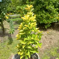 فروش شمشاد طلایی یوکا وشمشاد سبز برگ ریز|گل و گیاه طبیعی|نشتارود, |دیوار