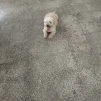 سگ پاکوتاه|سگ|اردبیل, |دیوار