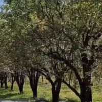 باغشهری ۱۰۰۰متری ،سیخ دارنگون مجموعه شخصی|فروش زمین و ملک کلنگی|شیراز, جانبازان|دیوار