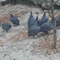 فروش مرغ شاخدار   نر و ماده|حیوانات مزرعه|گرگان, |دیوار