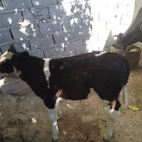 گاو گوساله|حیوانات مزرعه|خرم‌آباد, |دیوار