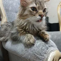 واگذاری فوری،گربه های نژاددارواصیل|گربه|اهواز, کوی جانبازان(دانش)|دیوار