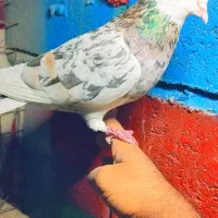 کفتر پرشی تهرانی|پرنده|رودان, |دیوار