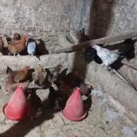 مرغ تخمگذار|حیوانات مزرعه|جوانرود, |دیوار