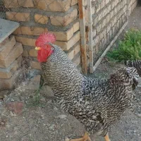 خروس آمروک