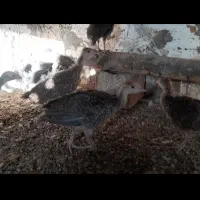 جوجه بوقلمون برنز|حیوانات مزرعه|گنبد کاووس, |دیوار