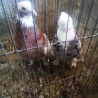 چهار جفت توقی ی جفت کله سیاه پاک کوار