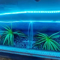 آکواریوم|ماهی|قم, انسجام|دیوار