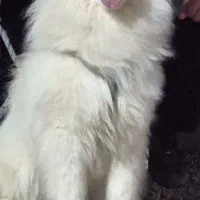 یک عدد سگ سامویید وارداتی حرف گوش کن خوشگل