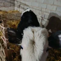 گاوسمیتال جوان|حیوانات مزرعه|کیاشهر, |دیوار