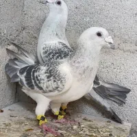 2جفت نر درجه یک