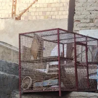 قفس پرنده