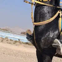 اسب|اسب و تجهیزات اسب‌سواری|فلاورجان, |دیوار