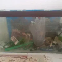 آکواریوم