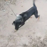 سگ عراقی|سگ|چهاربرج, |دیوار