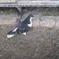 کفتر|پرنده|بشاریات, |دیوار