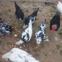 مرغ خروس گلین