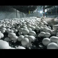 اموزش حضوری  قارچ دکمه ای قارچ صدفی