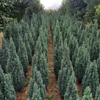 سدر آتلانتیک