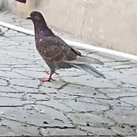 کفتر ماده