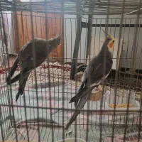 یک جفت عروس هلندی مولد