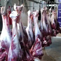 پخش ران شتر مرغ