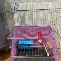 جفت مرغ عشق