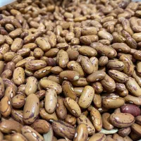 لوبیا چیتی|خوردنی و آشامیدنی|جاسک, |دیوار