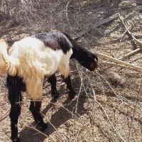 فروش بزغاله|حیوانات مزرعه|دشتیاری, |دیوار