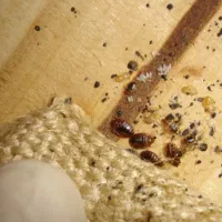 سمپاشی رادین|خدمات نظافت|اسلامشهر, شهرک مهدیه|دیوار