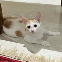 گربه   خونگی  واگذاری  رایگان